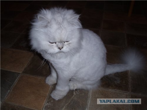 Состоятельный котовторник