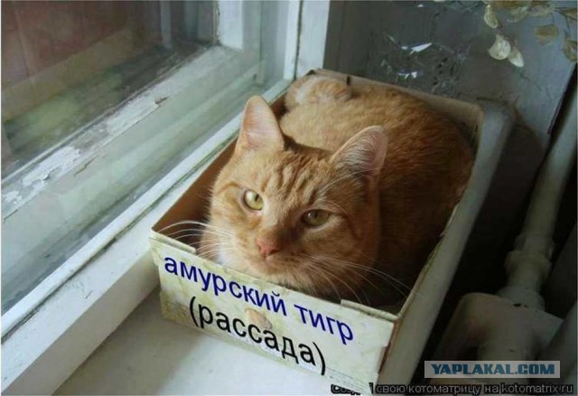 Котовторник 19.02.2019