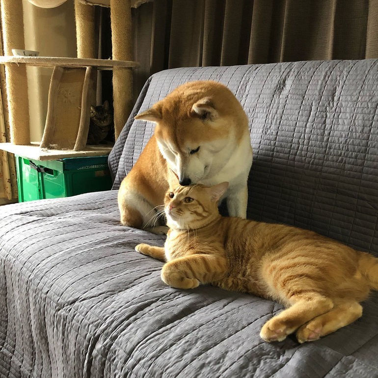 Как кошка с собакой ЯПлакалъ