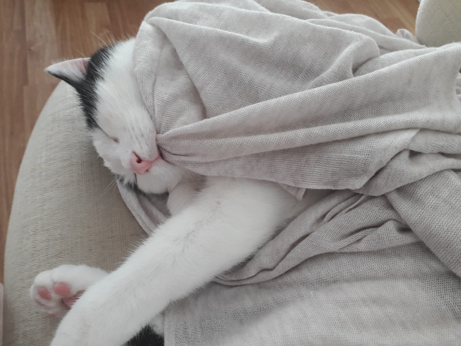 Кот в одеяле
