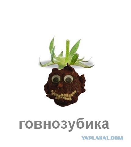 Фотожаба: Лето, фрукты, генетика!