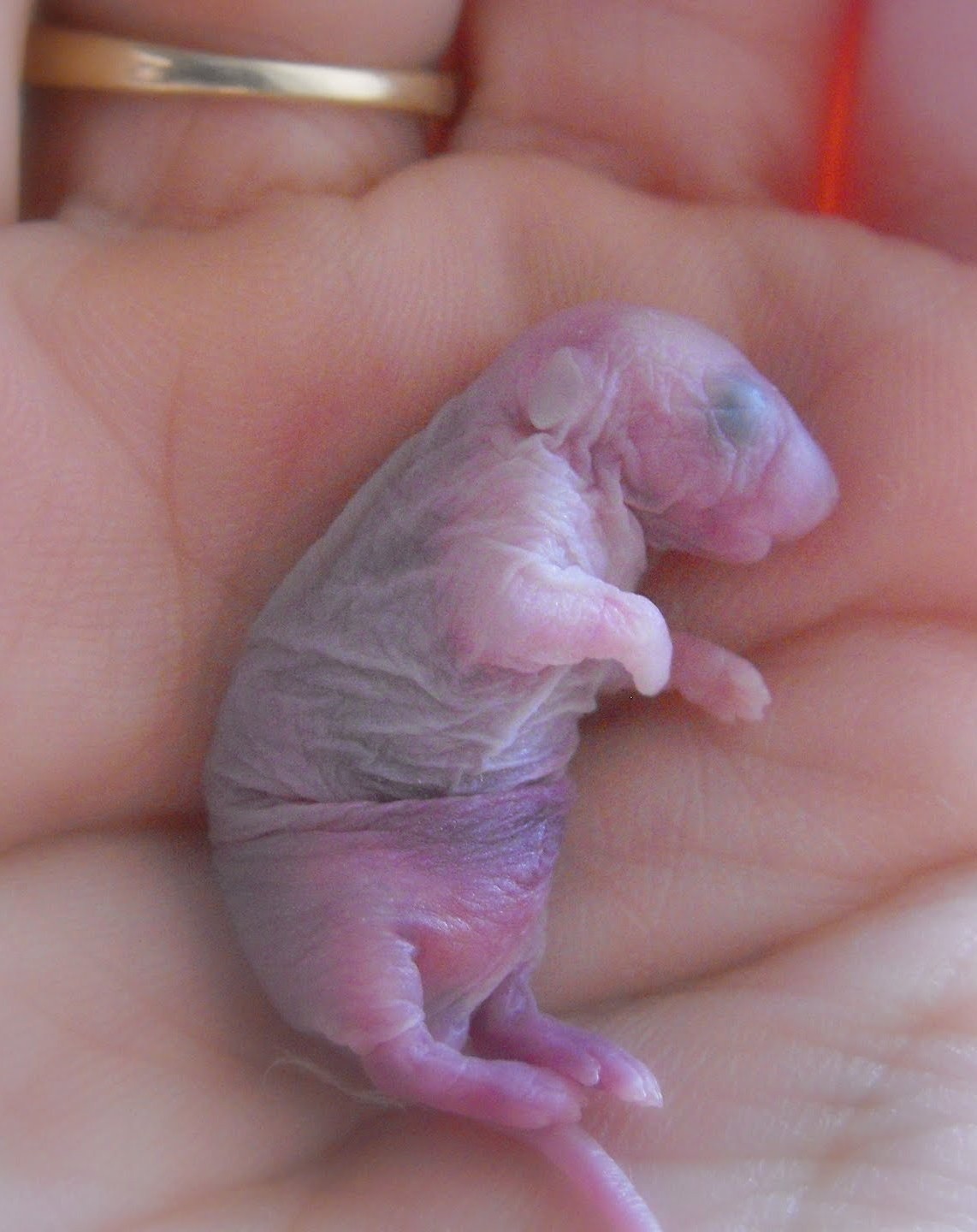 Развитие мышей. Новорожденные крысята Дамбо. Маленькие крысята Дамбо новорождённые. Новорожденный крысенок Дамбо. Крысы Дамбо Детеныши.