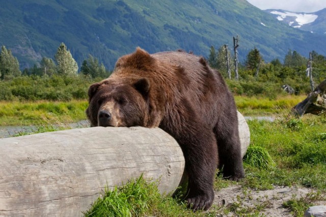Медведь залез к охотнику на тристенд, понюхал его и аккуратно спустился обратно