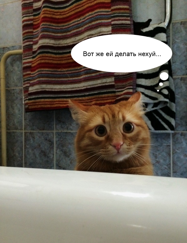 Опять играешь со своим хвостом?
