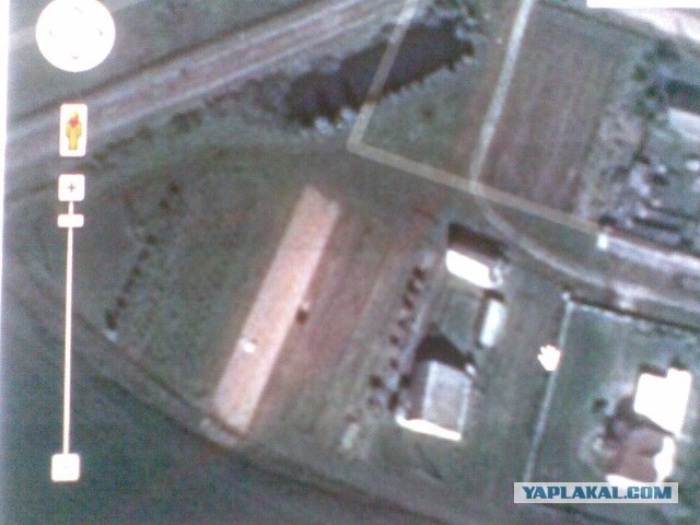 Мои грибочки...