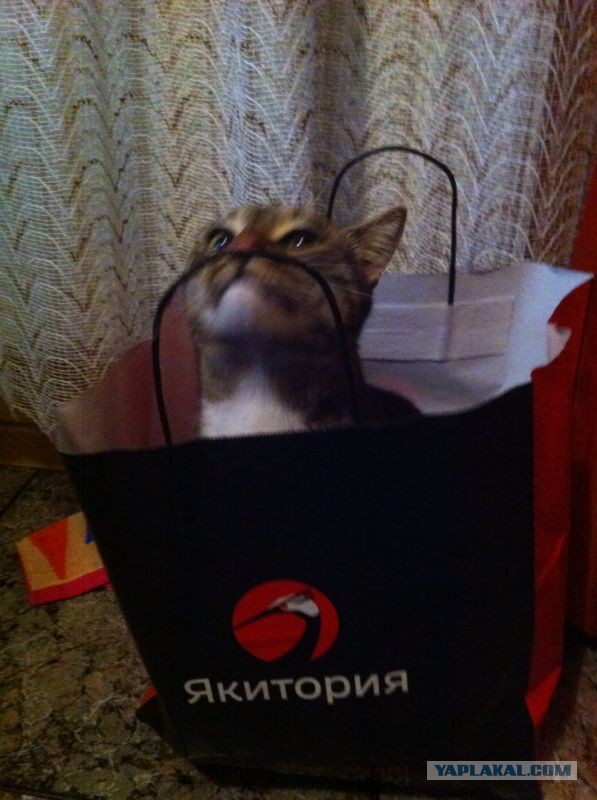 Котовторник 30.12.2014