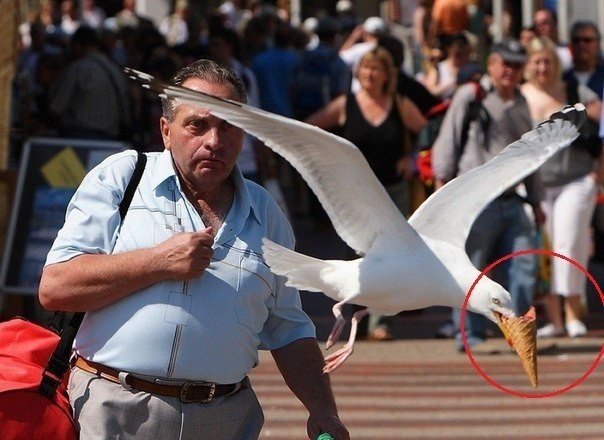 Весёлости в картинках