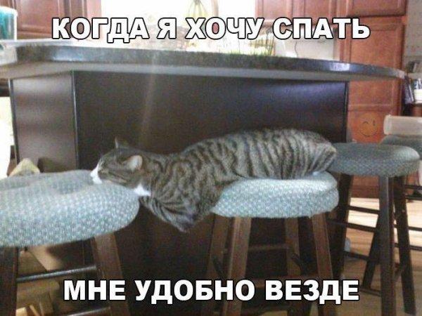 Прикольные животные