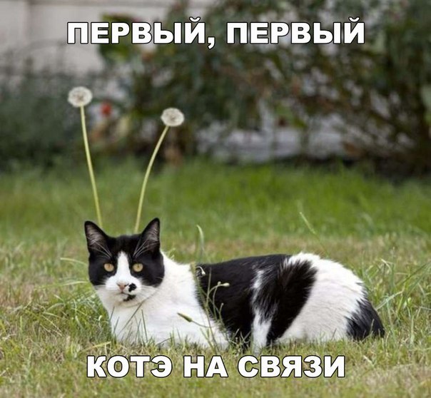 Прикольные животные