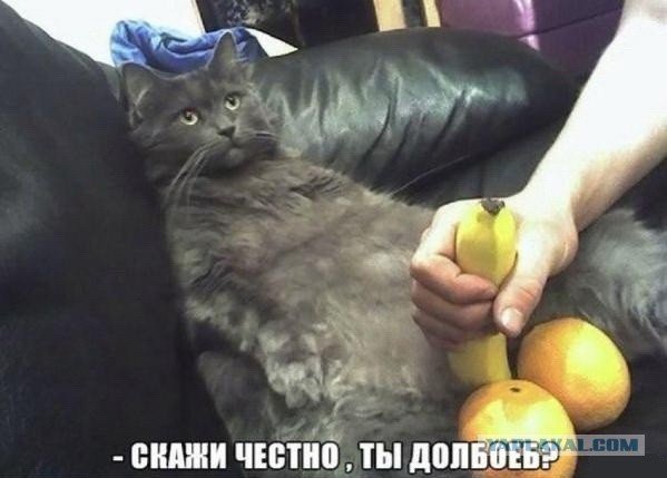 Порция картинок из сети