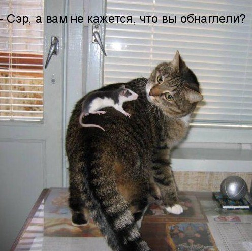 Коты и Кошки