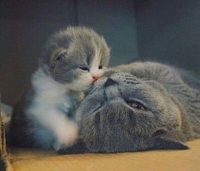 Коты и Кошки