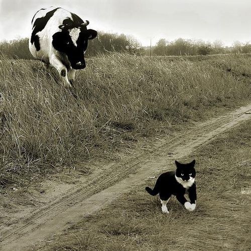 Коты и Кошки