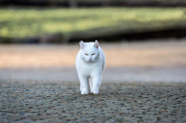 Коты и Кошки