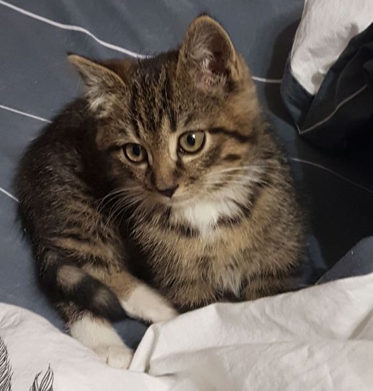 Забрался котенок на склад.Теперь у нас новый член семьи.