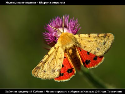 Бабочки Игоря Торгачкина