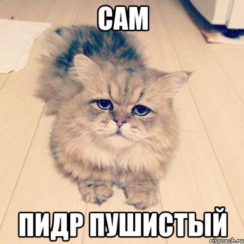 Ненавижу кота