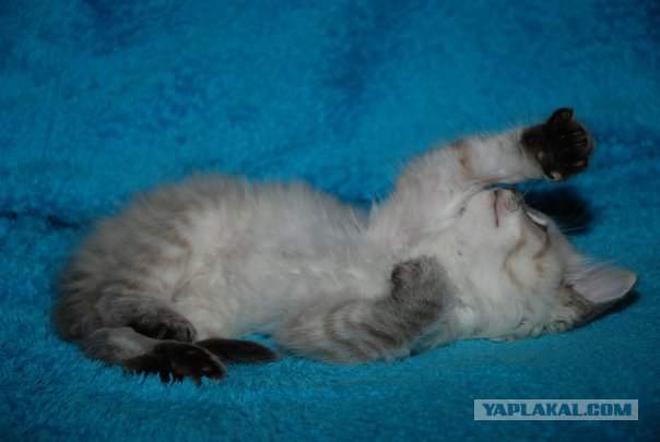 Уррааа! Котовторник на ЯПлакалъ!