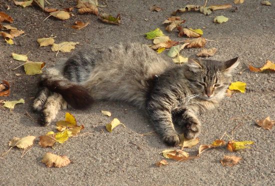 Котовторник на вторник, Котовторник