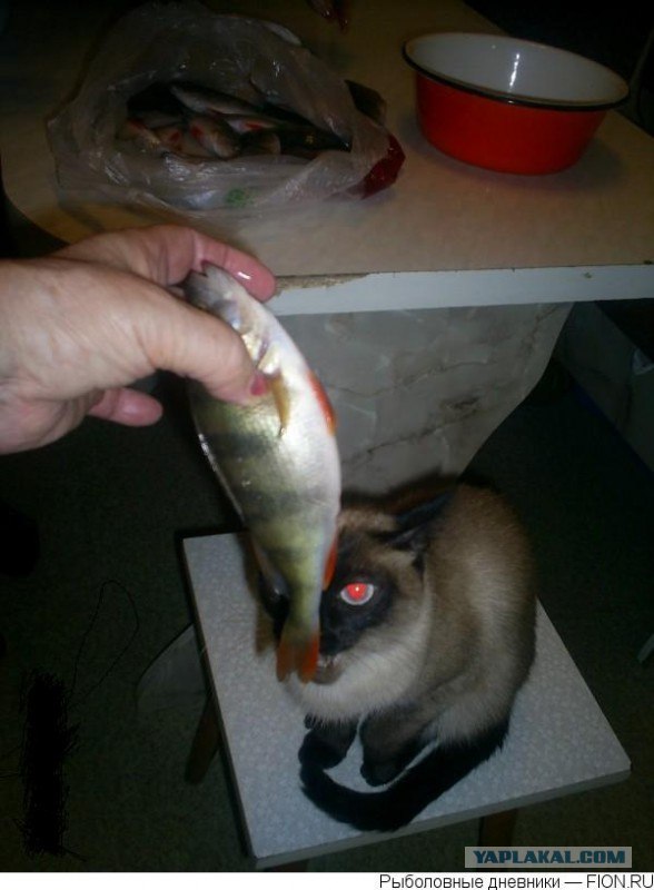 Котовторник на ЯПлакалъ