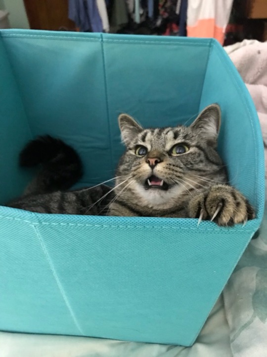 Прикольных котов пост