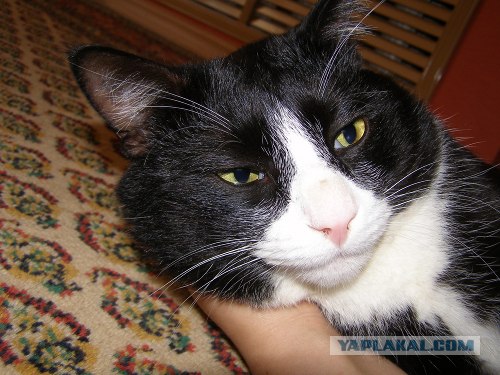 История одного котёнка