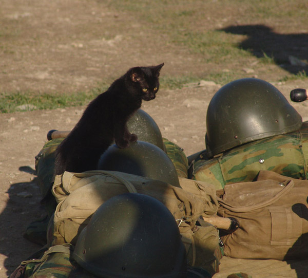 Армейские коты