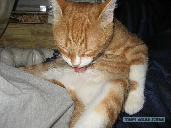 Котовторник 17 января
