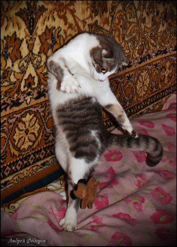Котовторник 24.04.2012