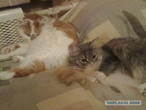 Котовторник 03 07 2012