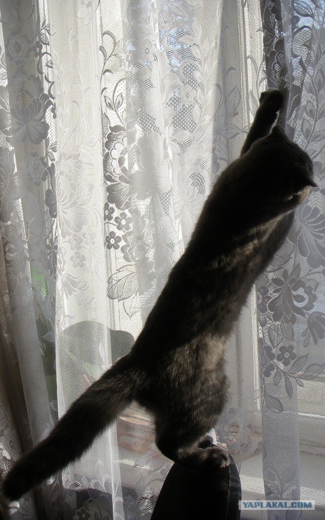 Котовторник  17.07.2012