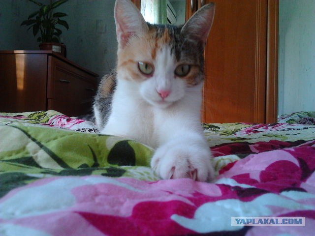 Котонянька и котовторник