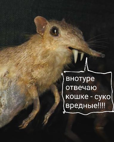 Медики объяснили, почему нельзя спать с кошкой
