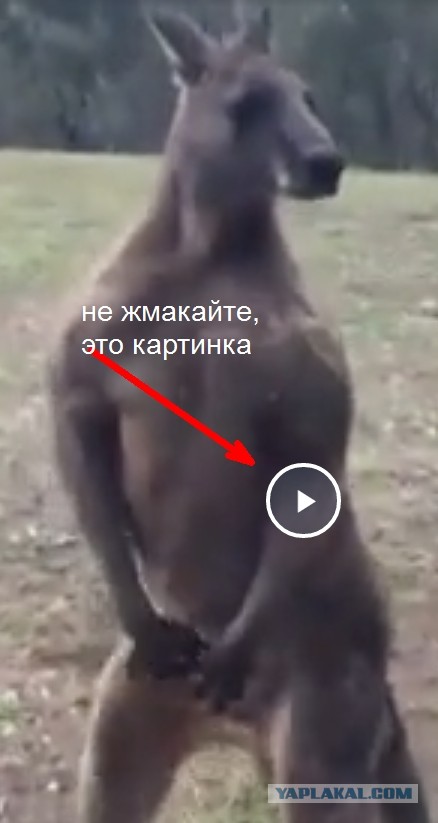 Жителям Австралии стоит устанавливать в доме прочные стекла