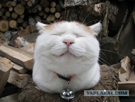 Котэ всё равно
