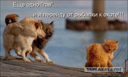 Драка сКотов