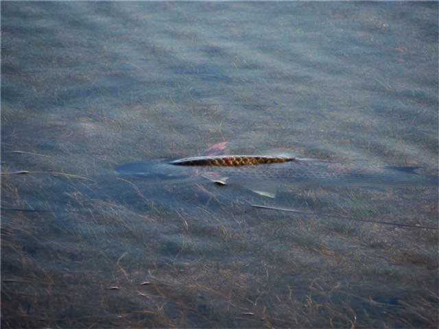 Рыба падальщик, спасшая Чёрное море