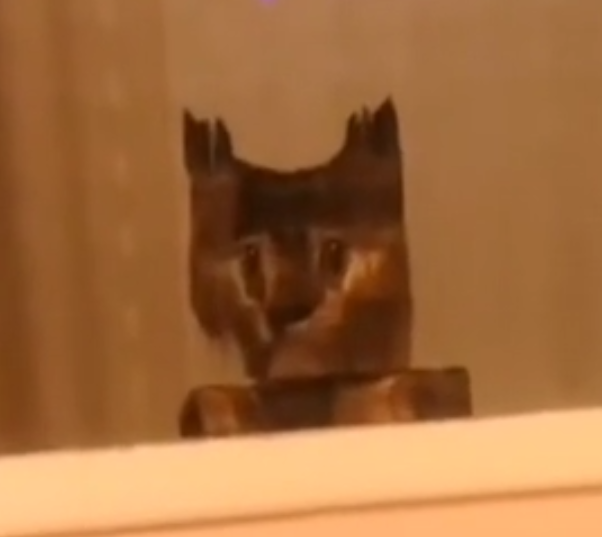 Котэ