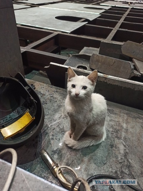 Коты ишачат на заводе