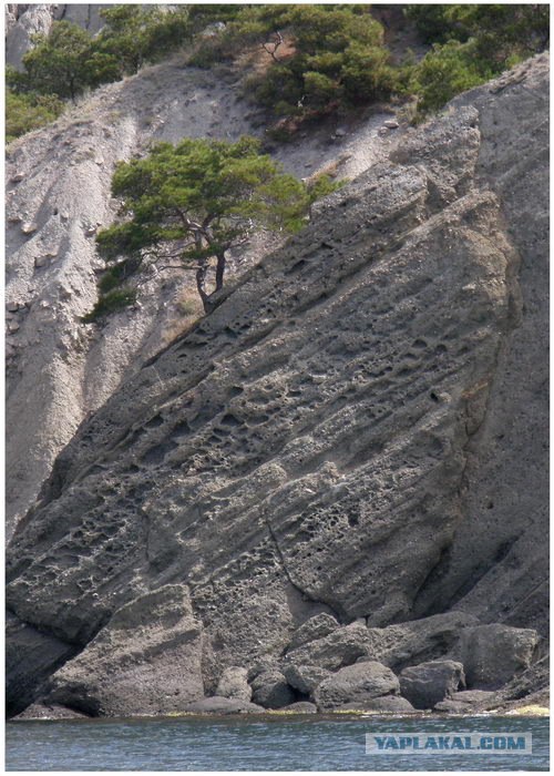 Крым. Мыс Ая. Деревья моря.