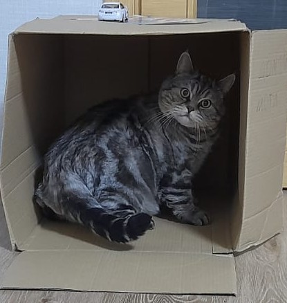 Котовторник 18.10.22