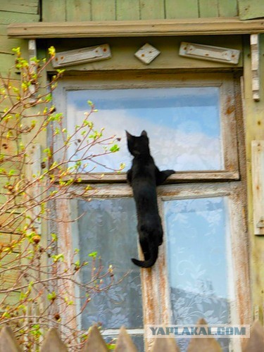 Котовторник  19.03.2013
