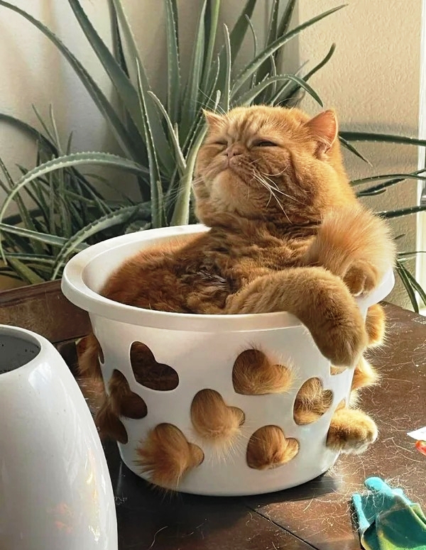 Ловушки для котов