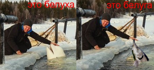 Как мы кормили белуху