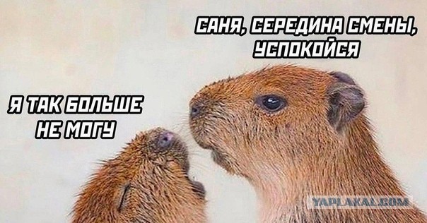Кафе с капибарами