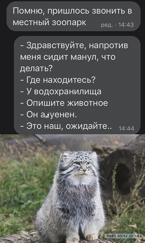 Манул Тимофей вглядывается в даль в поисках выходных