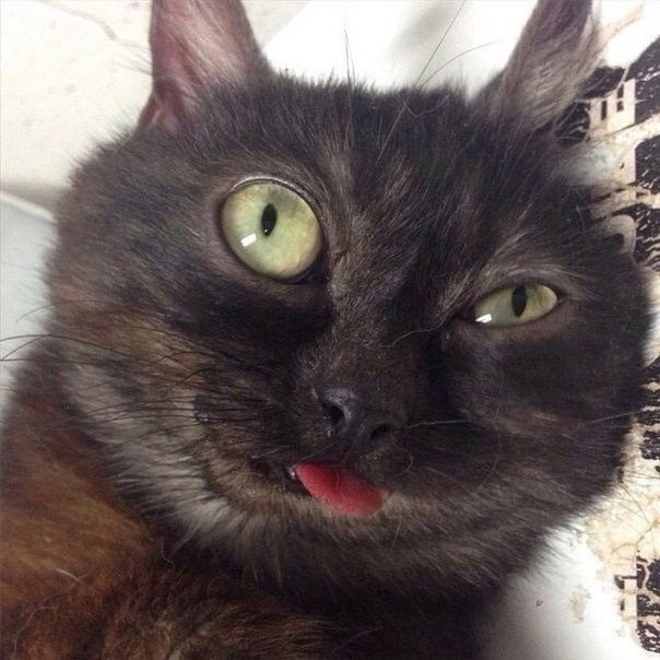 Видишь котэ?.. И я не вижу