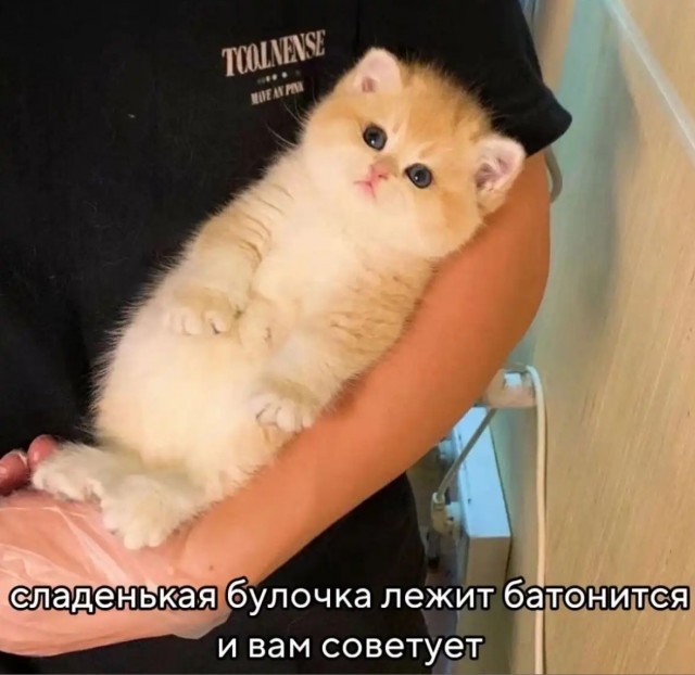 К котовторнику: подборка картинок-баянов с котиками и про котиков. Выпуск 24.