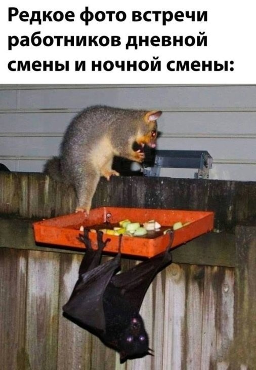 Четверговые картинки