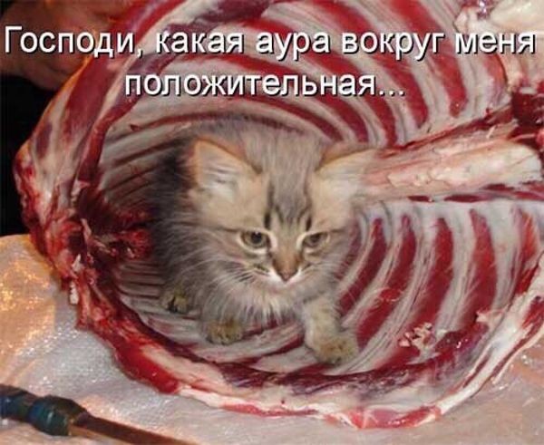 Картинки для деградации 202 (разной степени свежести)